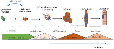 Regulation of Skeletal Muscle Satellite Cell Differentiation by Omega-3 Polyunsaturated Fatty Acids: A Critical Review